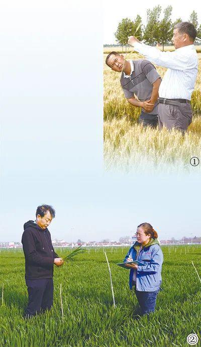人民日報點贊青島平度市 一粒麥子串起金色產業(yè)鏈