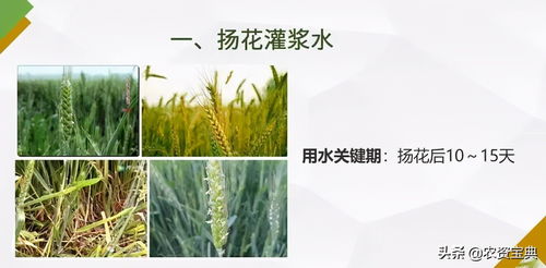 氣溫頻繁波動，麥田三防一搶需警惕