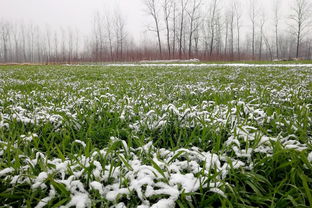 小雪不見雪，小麥粒要癟——農諺里的節(jié)氣智慧與冬小麥的生長密碼