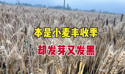 發(fā)芽又發(fā)黑的小麥 一季辛苦打水漂，誰之過？