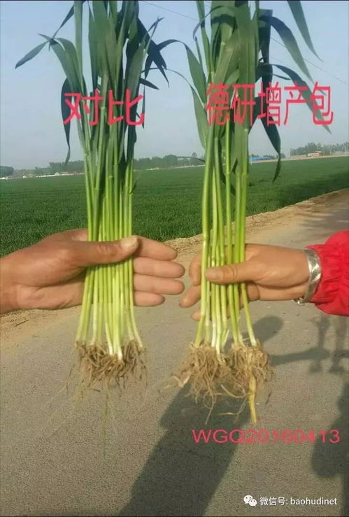 德研小麥增產包 一粒麥子的科技蛻變，看得見的豐收承諾