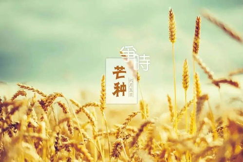 芒種 一粒麥子里的希望與幸福