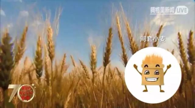 河套小麥——一粒麥子的華麗轉身